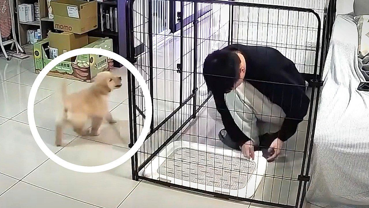 Cheeky-puppy-locks-owner-inside-his-own-cage