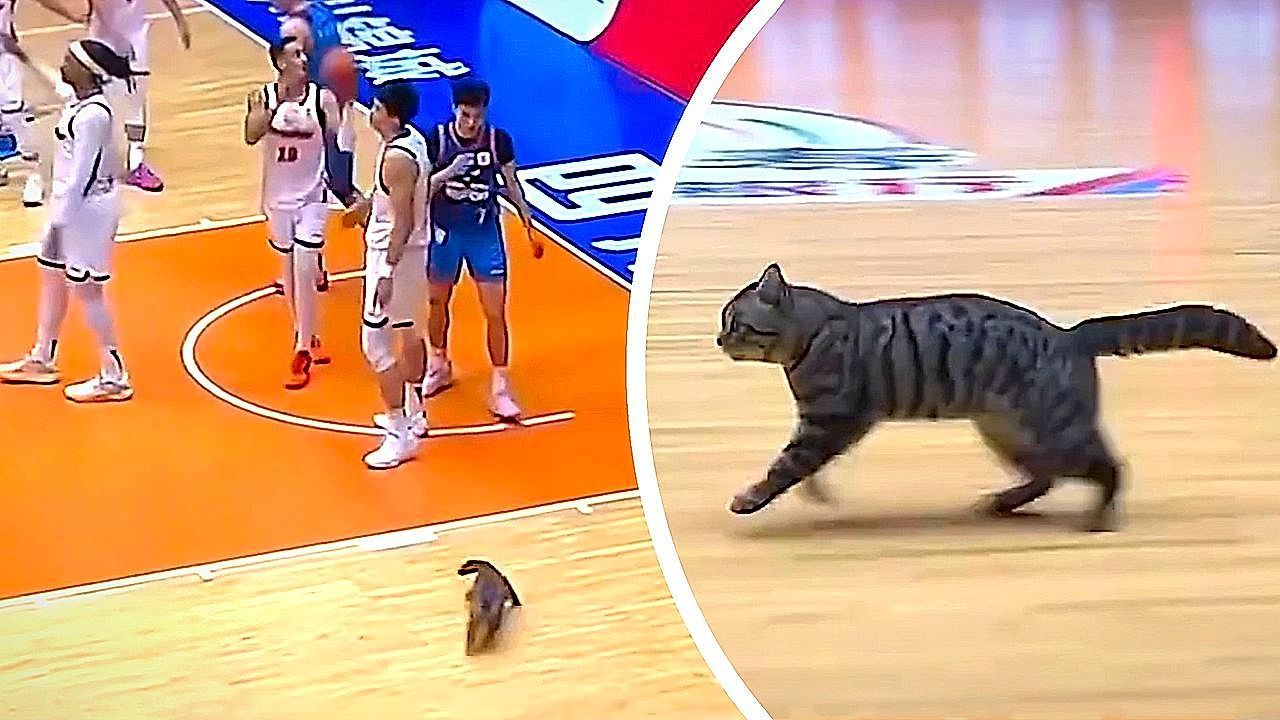 Tierischer-Flitzer-Streunende-Katze-stiehlt-Basketballern-die-Show