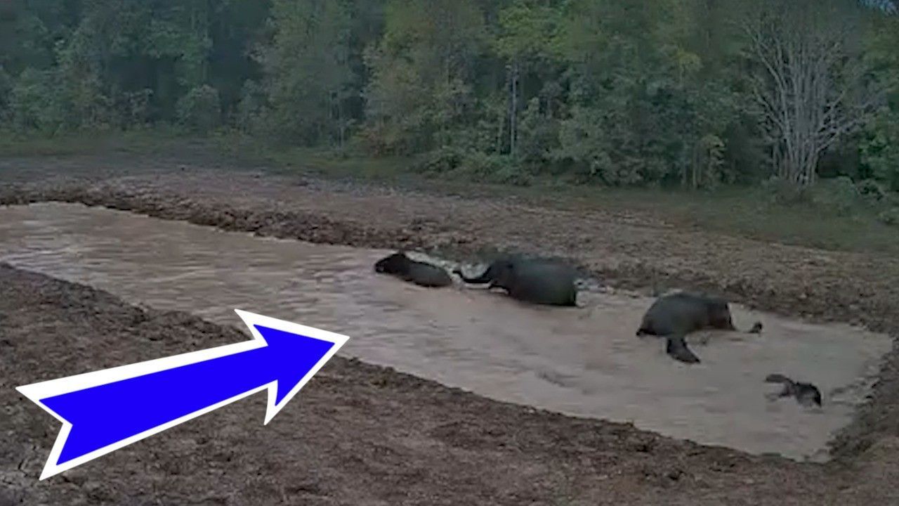 Mega-Badewanne-Elefanten-feiern-Pool-Party-im-Wald