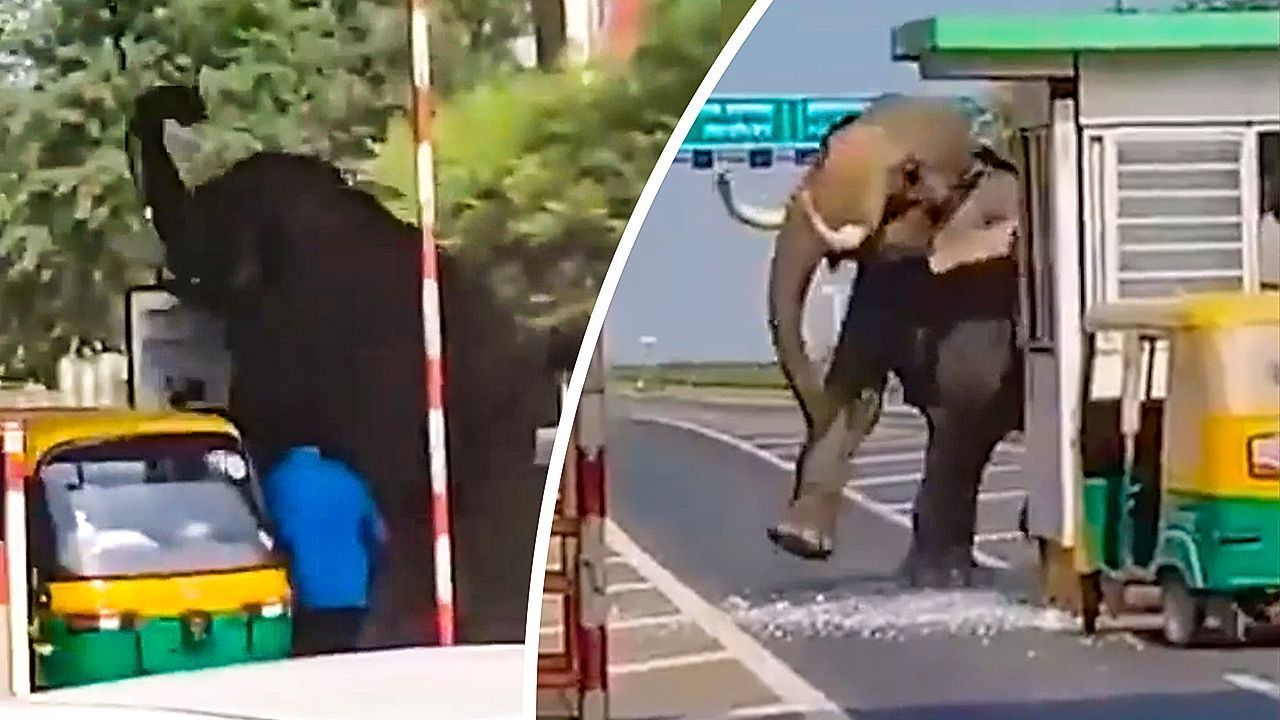 Video: Chaos on the highway: Elephant demolishes toll booth