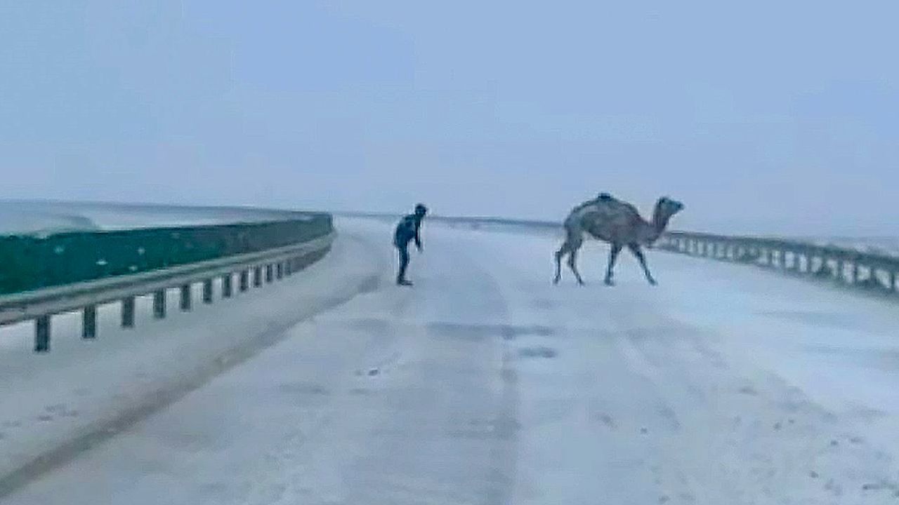 500-Autos-zum-Stillstand-gebracht-Kamel-legt-Autobahn-lahm