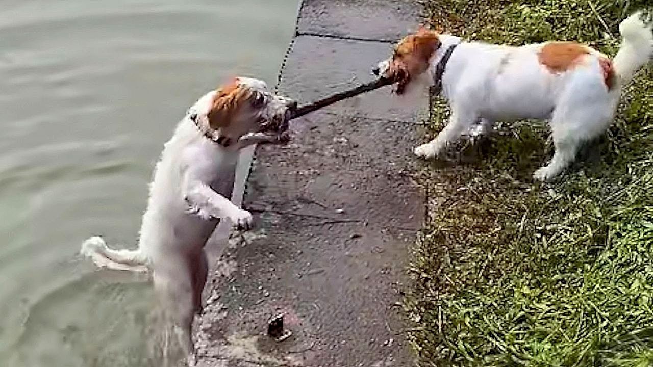Video: A helping paw! Dog rescues its companion from a frozen riverside