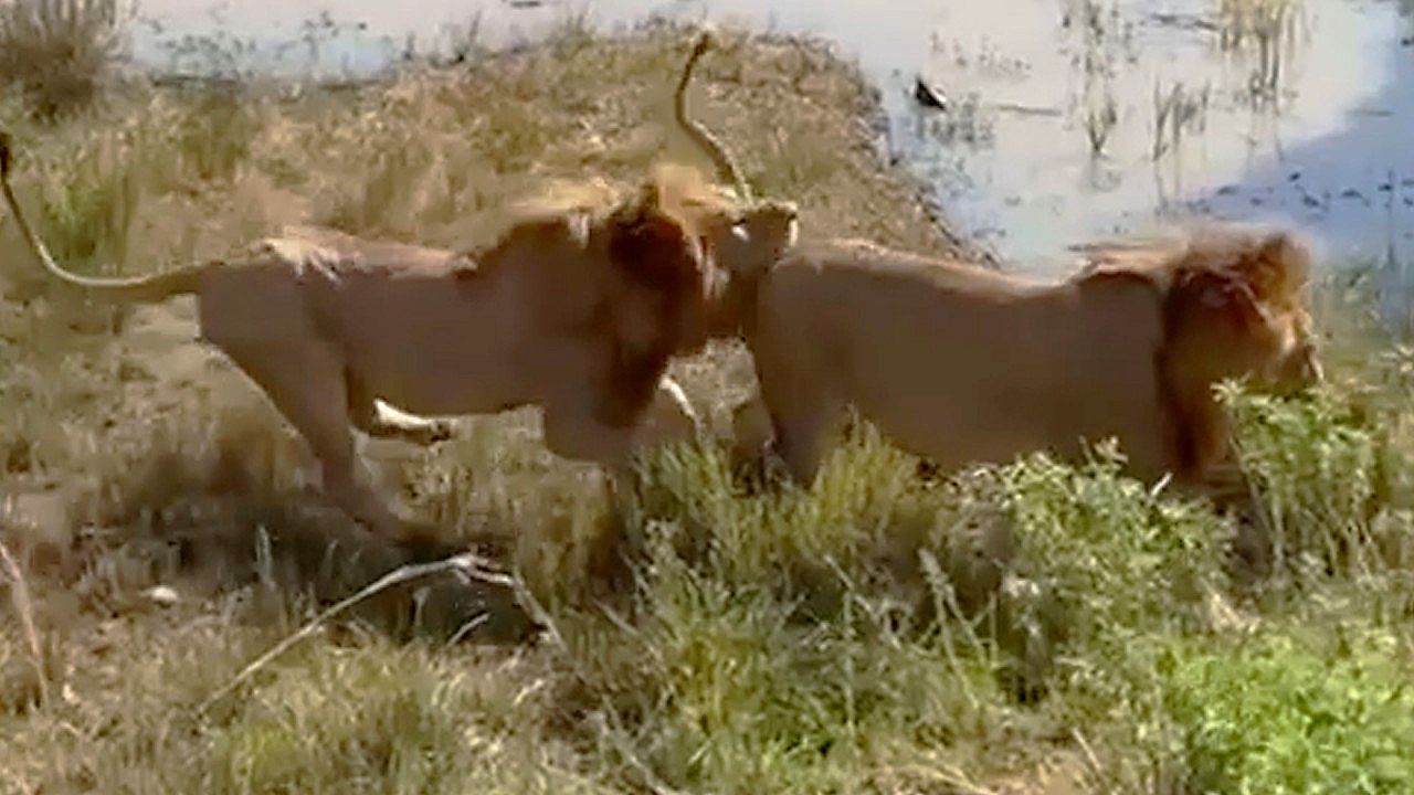 Video: Attacke aus dem Hinterhalt: Löwe beißt Rivalen in den Schwanz