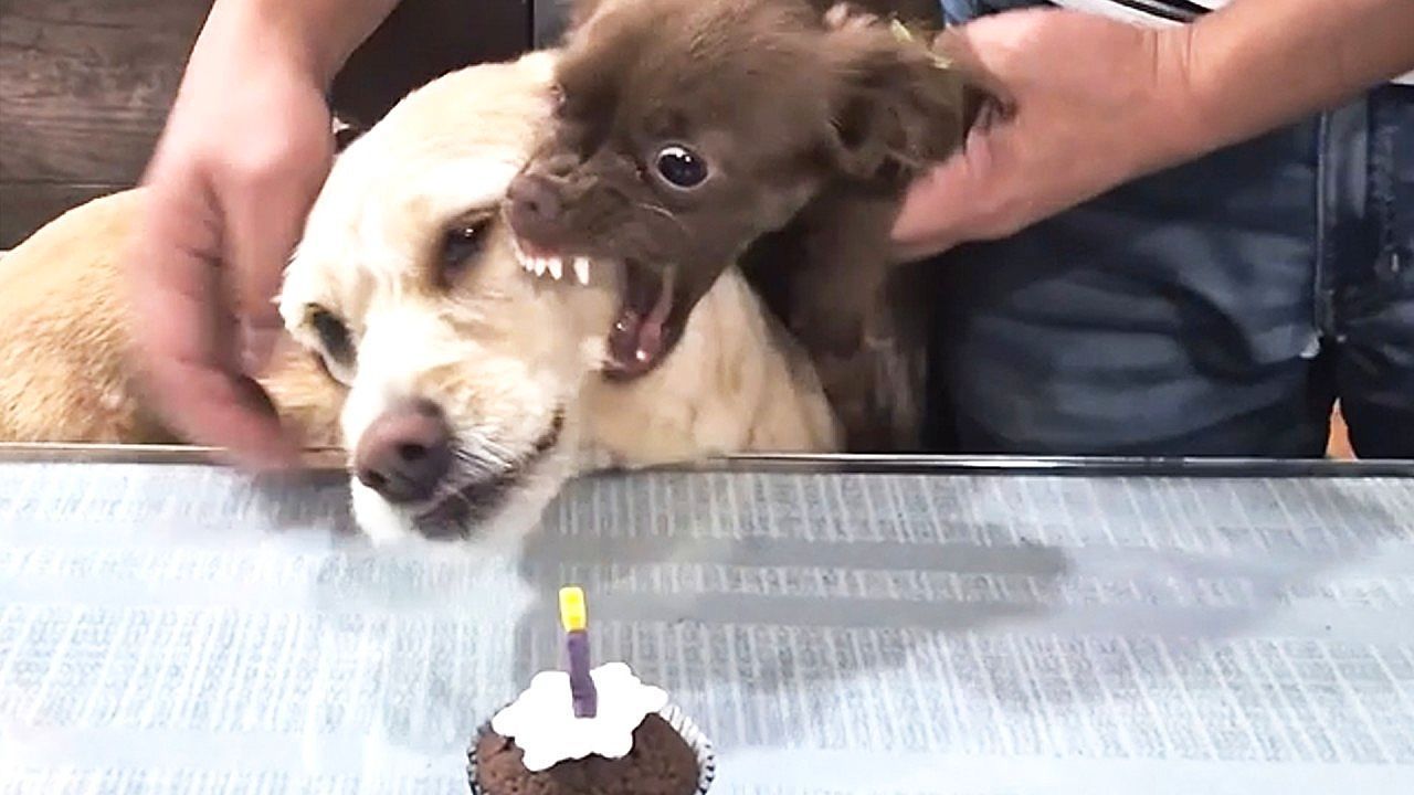 Finger-weg-Kleiner-H-ndin-verteidigt-ihren-Geburtstagskuchen