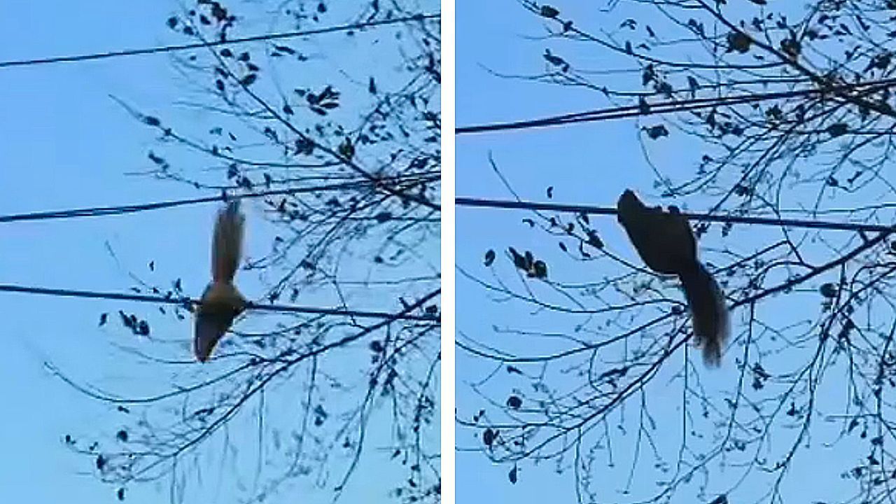 Video: Squirrel slips on power line and turns into accidental acrobat