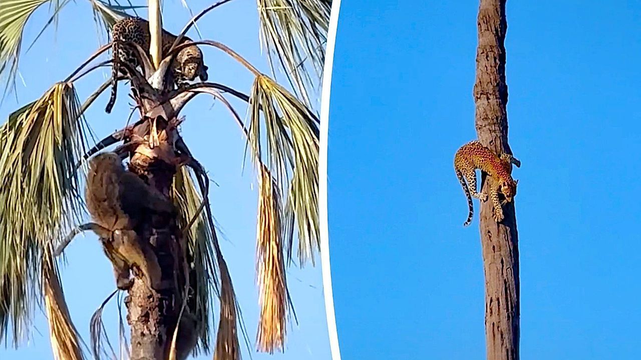 Video: Rollentausch: Paviane treiben Leopard auf eine Palme