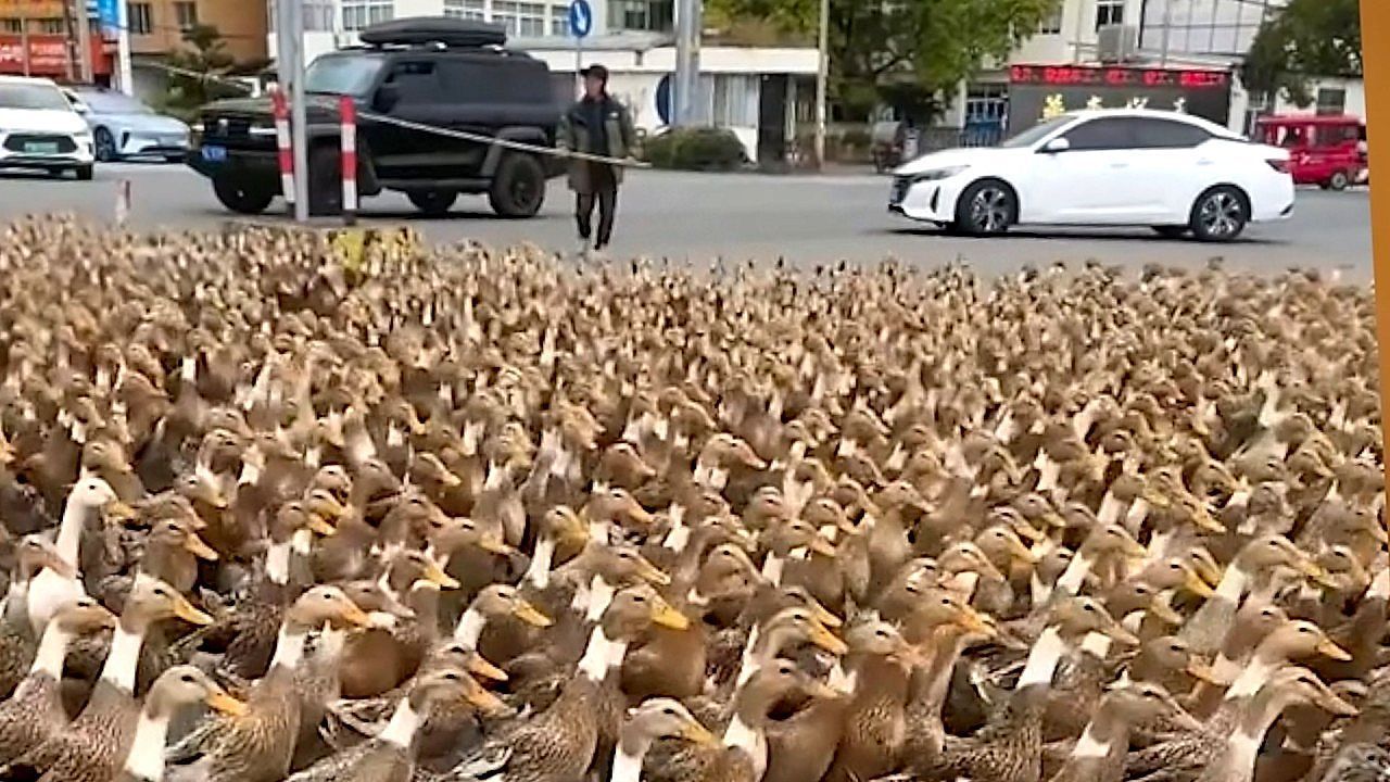 Video: Tierische Straßensperre: Hunderte Enten legen Verkehr lahm