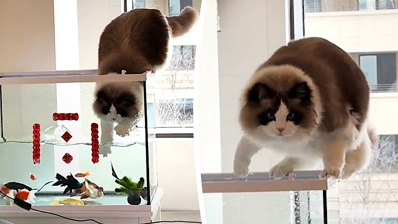 Video: Curious cat balances on aquarium tank edge trying to reach for a treat