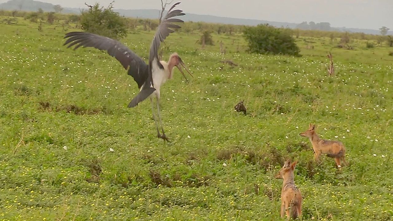 Video: Karate-Marabu: Mutiger Vogel zeigt hungrigen Schakalen die Grenzen auf
