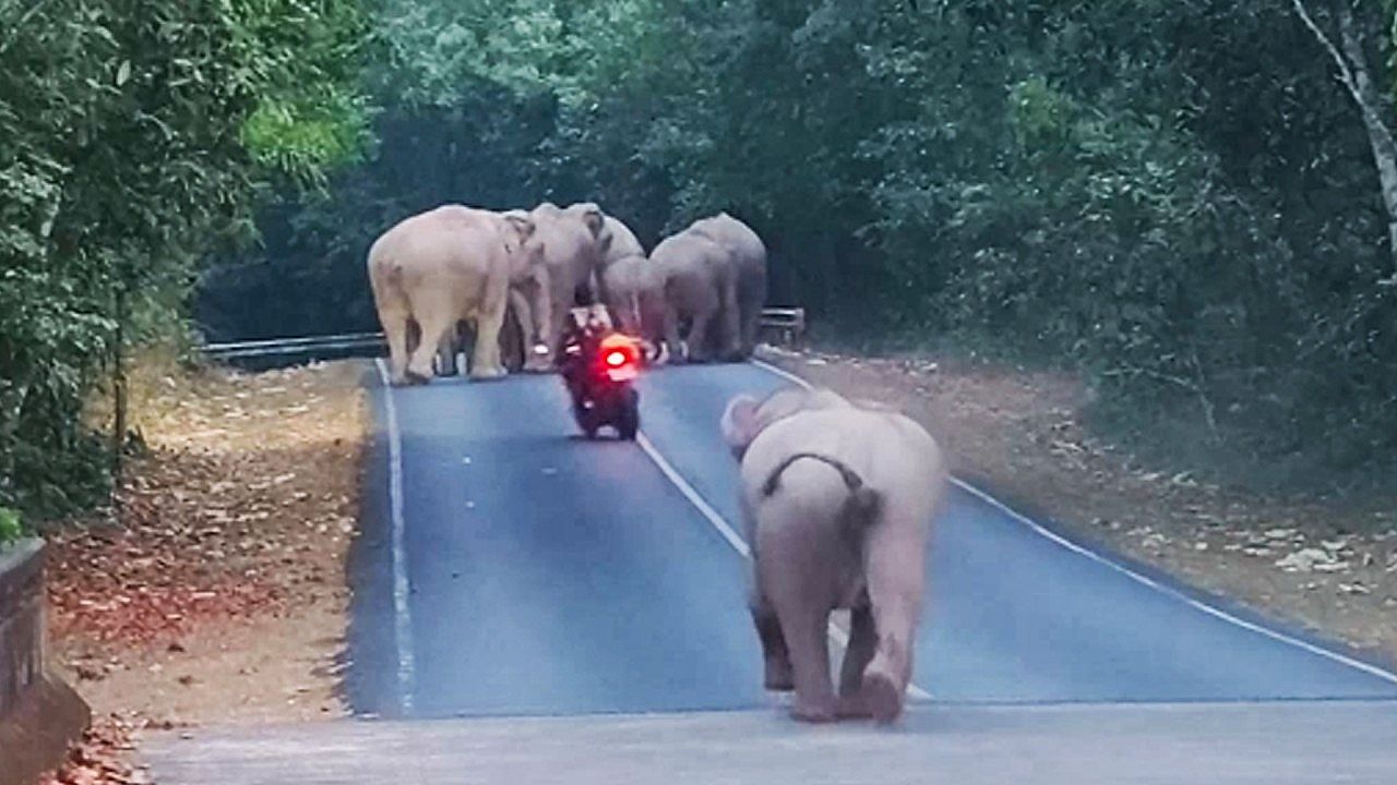 Video: Extrem leichtsinnig: Motorradfahrer rast auf Elefantenherde zu