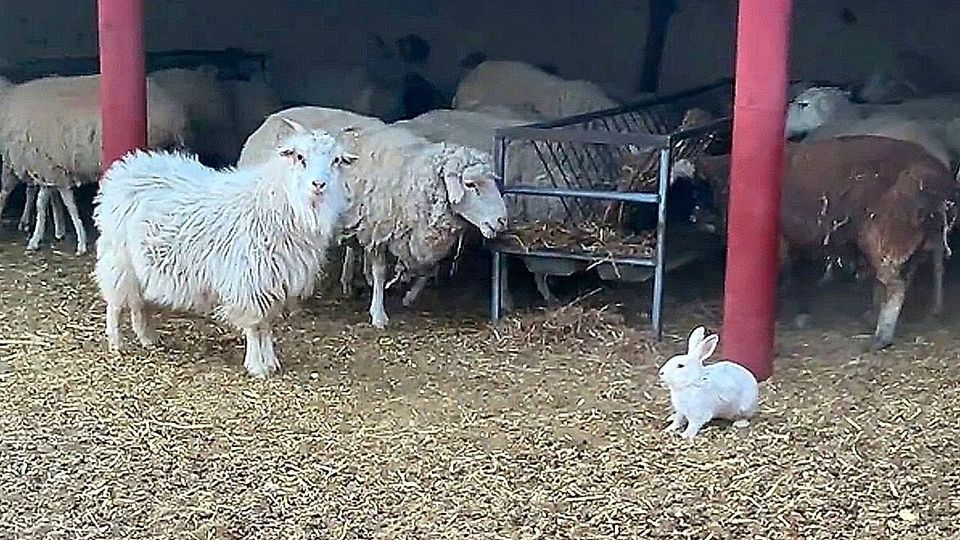 Großes Selbstbewusstsein: Übermütiges Kaninchen legt sich mit Angoraziege an