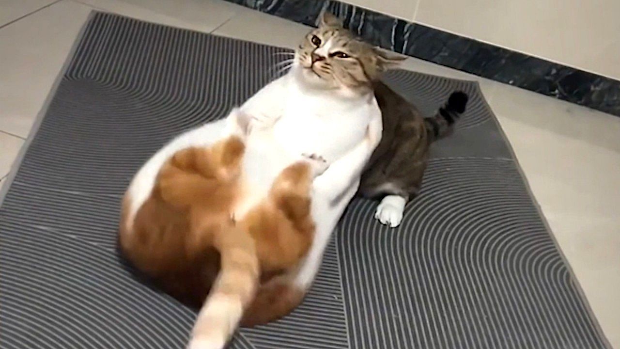 Video: Playful wrestle cats turns unfair for one of them