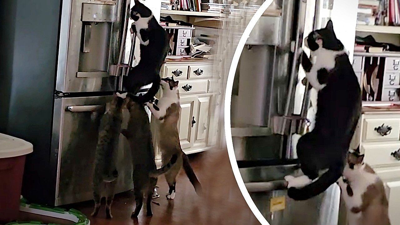 Video: Group of cats caught attempting a coordinated kitchen heist