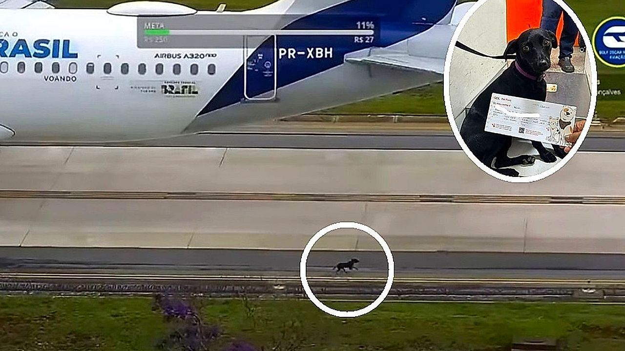 Video: Auf Rollfeld gesprintet: Hund legt Flugbetrieb in São Paulo lahm
