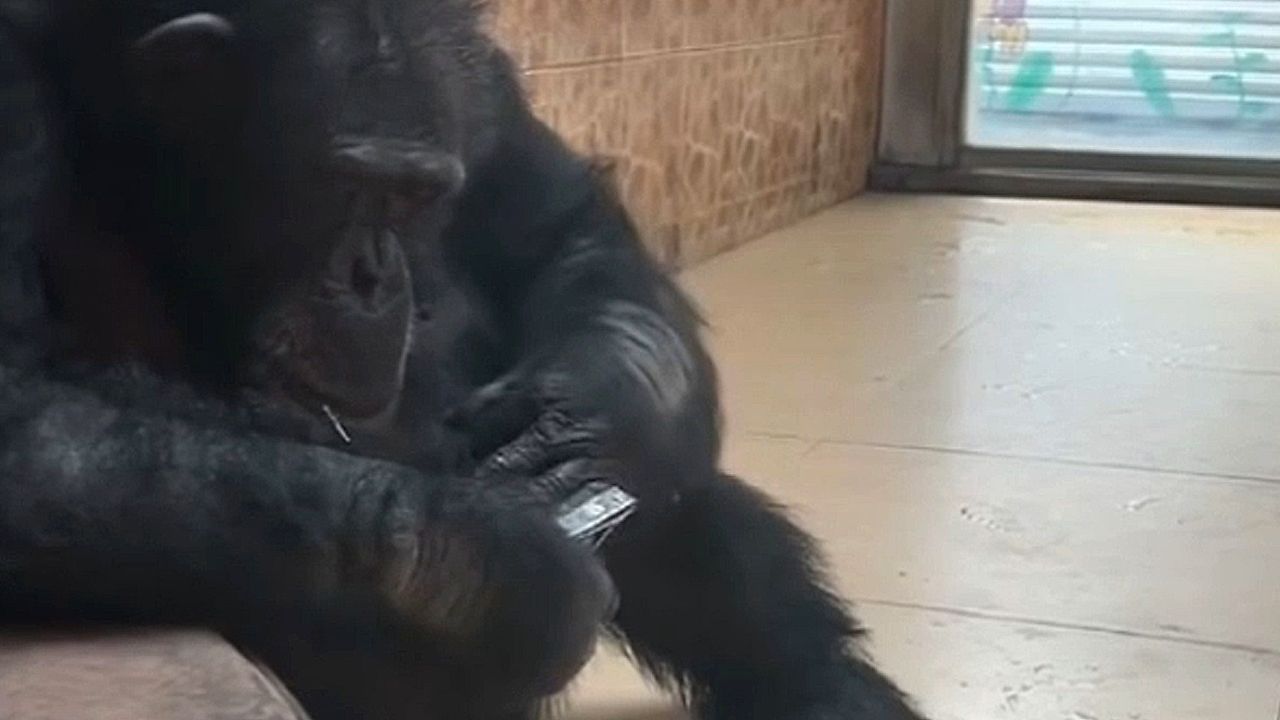Video: Clever chimp stuns zoo visitors by using nail clippers on its fingernails