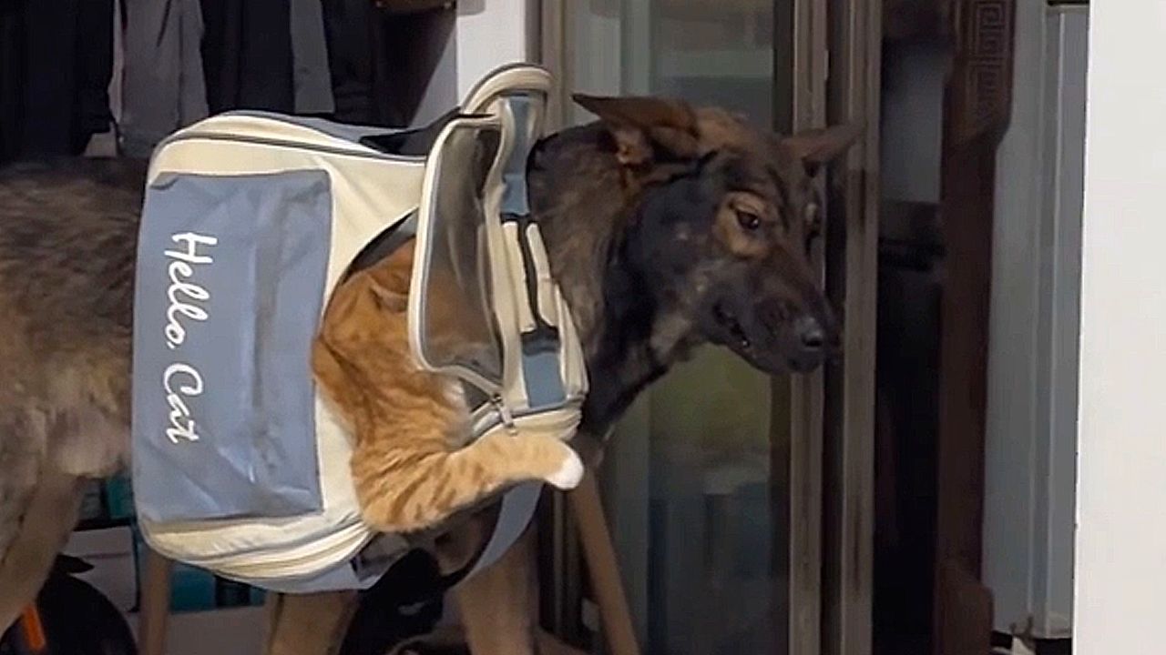 Video: Unzufriedener Passagier: Katze lässt Hund nach Huckepackfahrt Unmut spüren