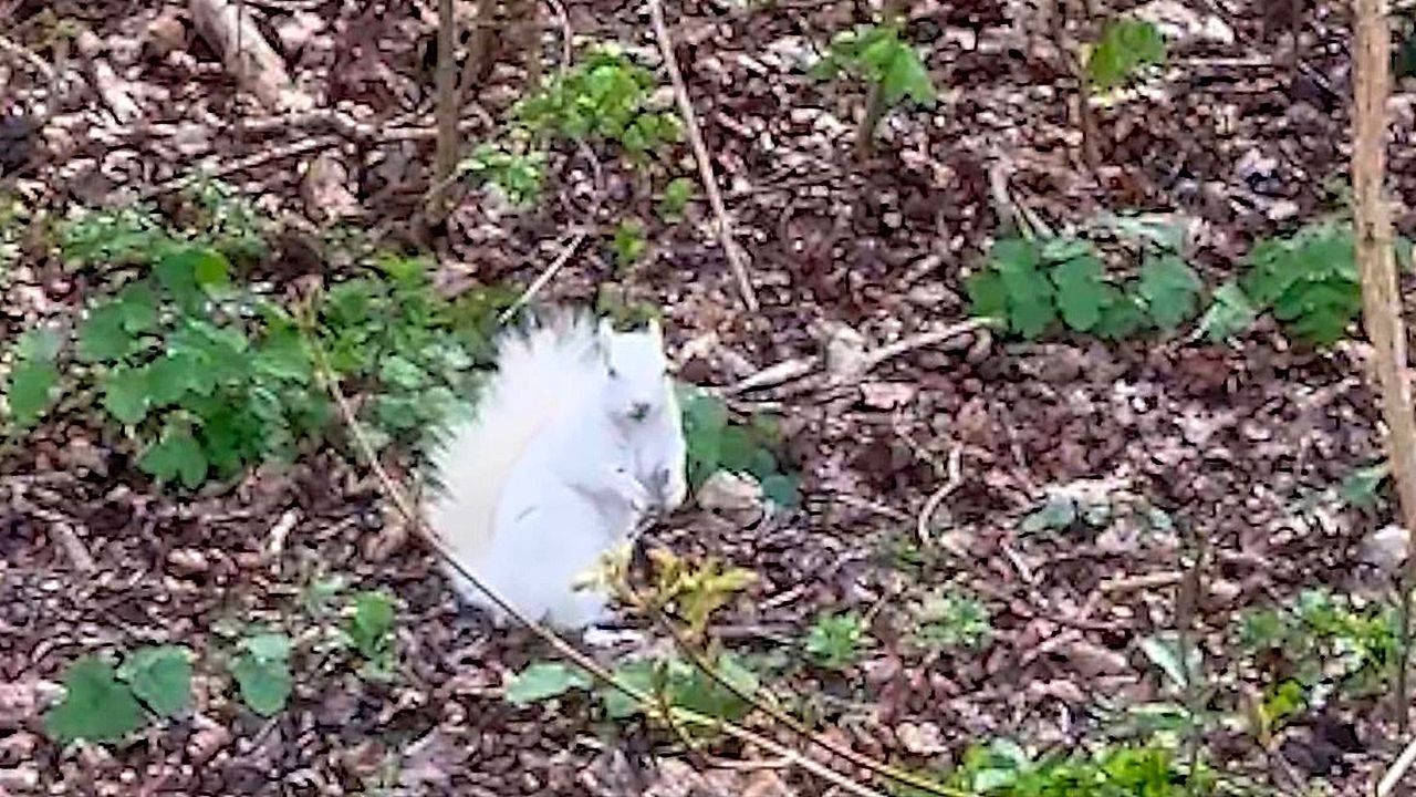 Video: Für Müll gehalten: Spaziergänger entdeckt seltenes Albino-Hörnchen