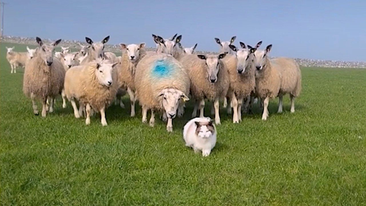 Video: A Ragdoll cat becomes an unexpected leader and guides a flock of sheep in Scotland