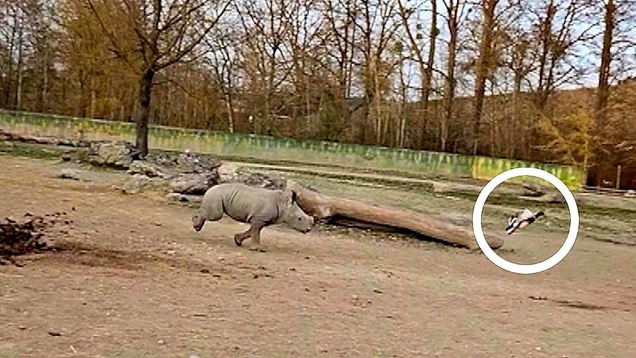 Video: Playful baby rhino steals hearts while chasing duck in zoo