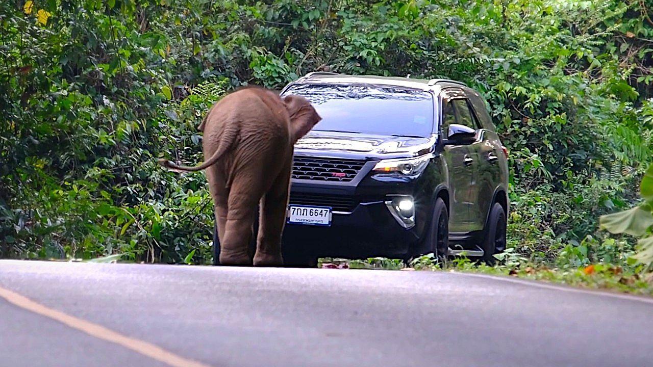 Video: Straße besetzt: Kleiner Elefant legt Verkehr in Thailand lahm