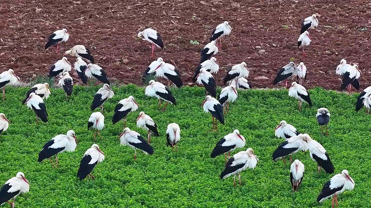 Video: Breathtaking moment hundreds of storks arrive in central Turkey