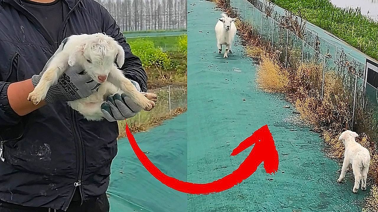 Video: Ewe sprints across field to reunite with lost newborn lamb