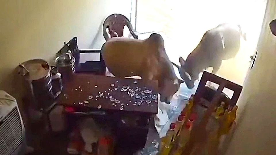 Ungebetene Gäste: Kämpfende Bullen stürmen in Geschäft