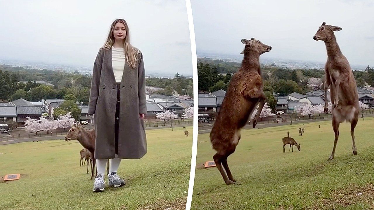 Fotobombe der anderen Art: Streitende Hirsche unterbrechen TikTok-Video