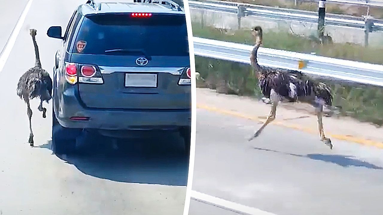 Video: Gefiederter Ausreißer: Strauß rennt auf Autobahn in Thailand neben Autos her