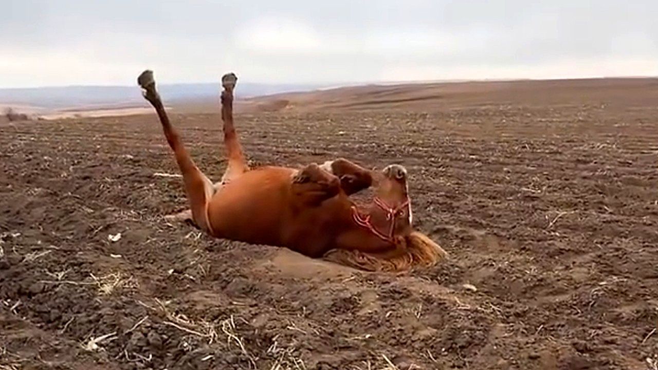 Video: People helps struggling horse back onto its feet in field