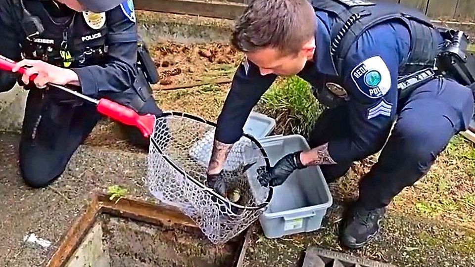 Rettung mit Happyend: Polizei befreit mehrere Entenküken aus Gully