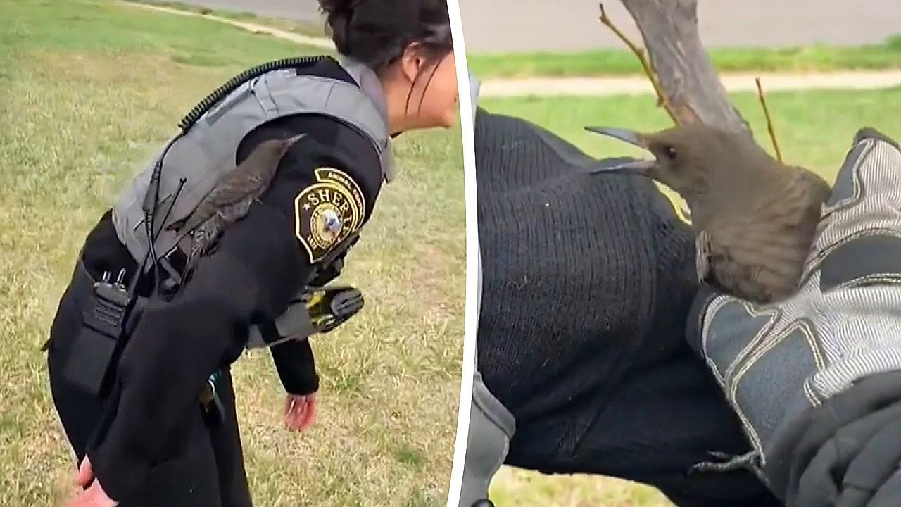 Video: Beamtin wird zum Baum: Specht landet auf Polizistin und bleibt einfach sitzen