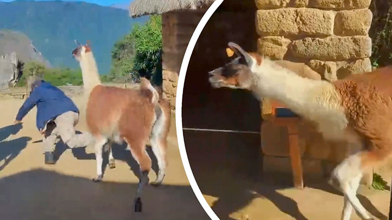 Video: Unerwarteter Bodycheck: Griesgrämiges Lama wirft Führer in Machu Picchu um