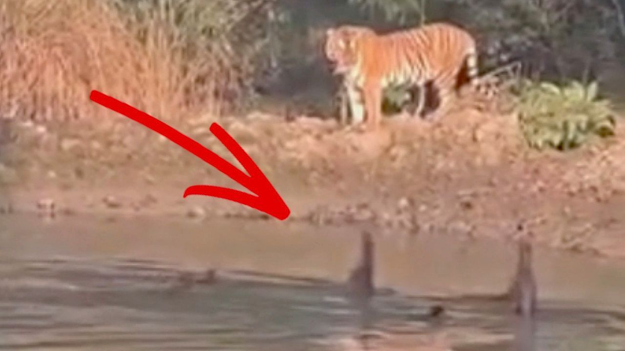 Video: Lautes Gezwitscher: Otterbande weist Tiger an Fluss in die Schranken