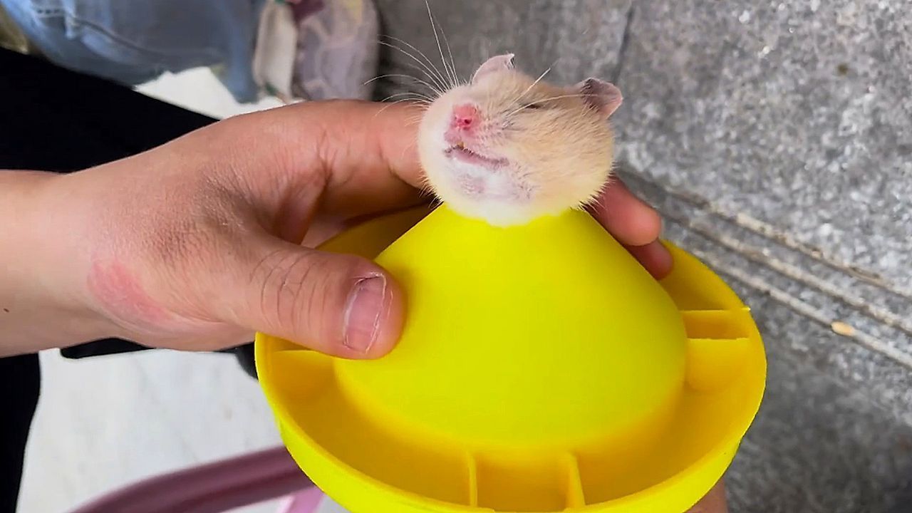 Video: Kurioses Missgeschick: Hamster steckt Kopf in Spielzeug – und lernt gar nichts
