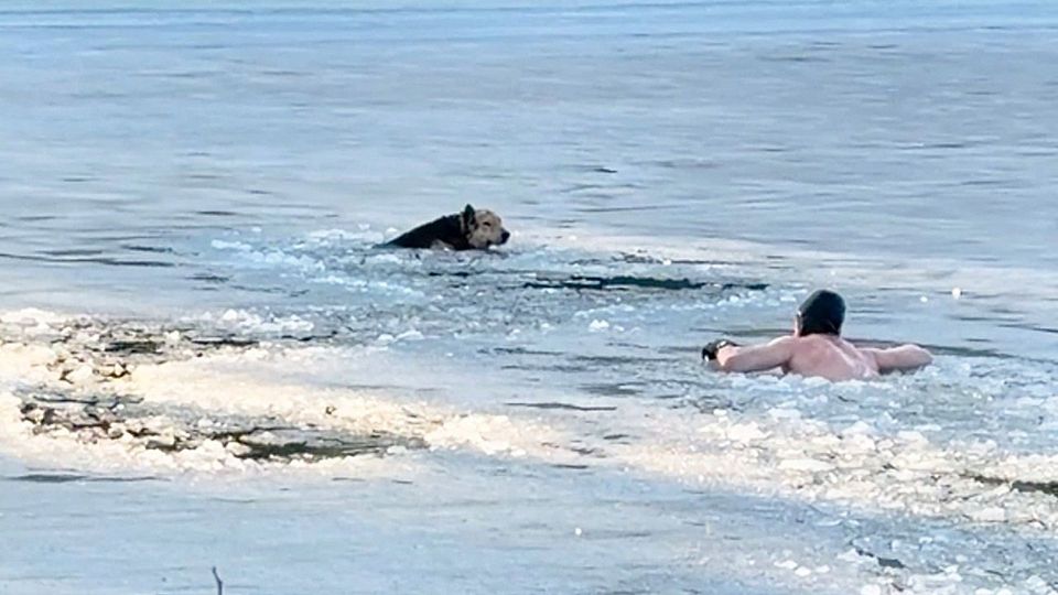 Sprung ins Eiswasser: Eisschwimmer rettet erschöpften Hund aus gefrorenem Fluss