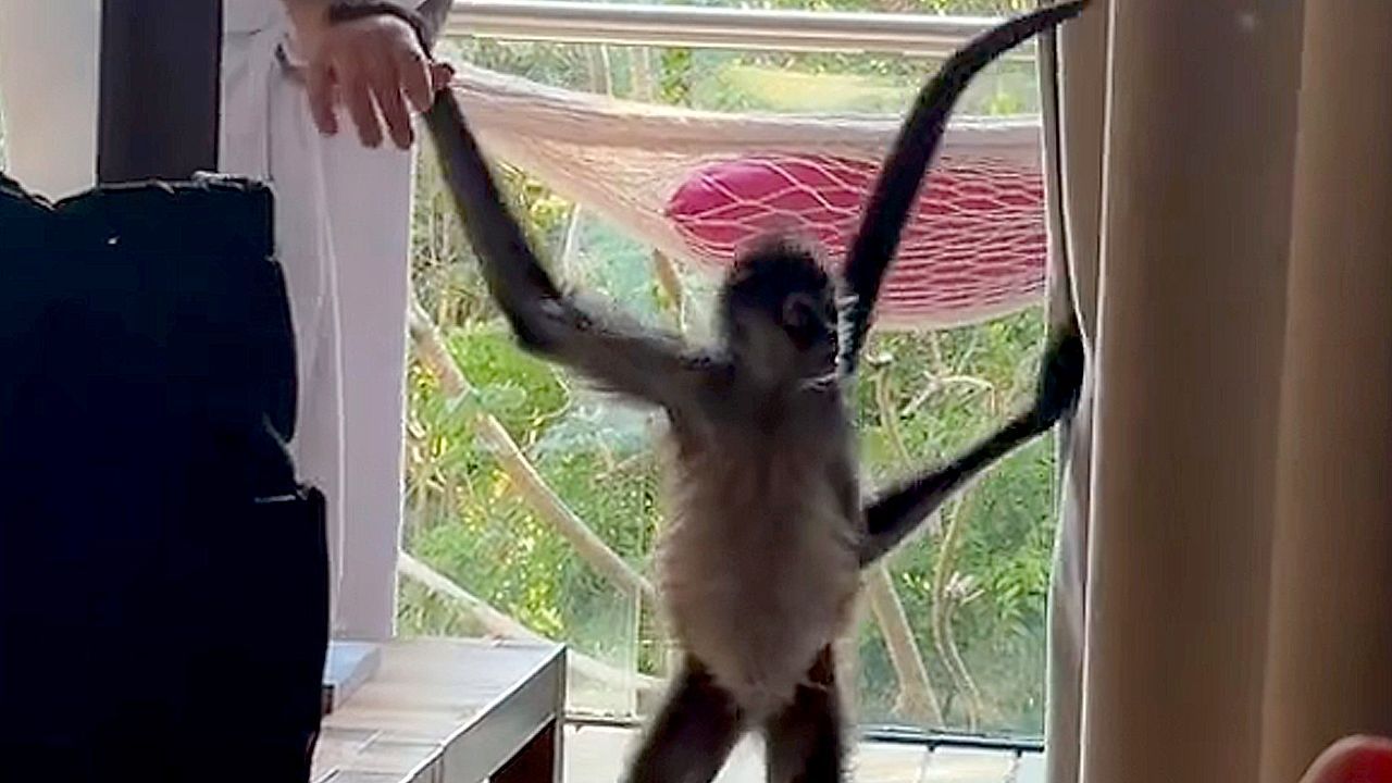 Video: Ungebetener Zimmergast: Affe schaut in Hotelzimmer vorbei