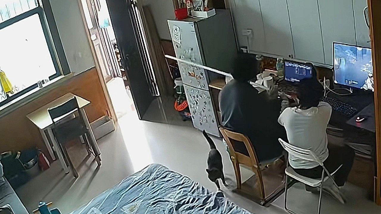 Video: Hausarrest für Katze: Besitzer tricksen Vierbeiner mit Stab aus
