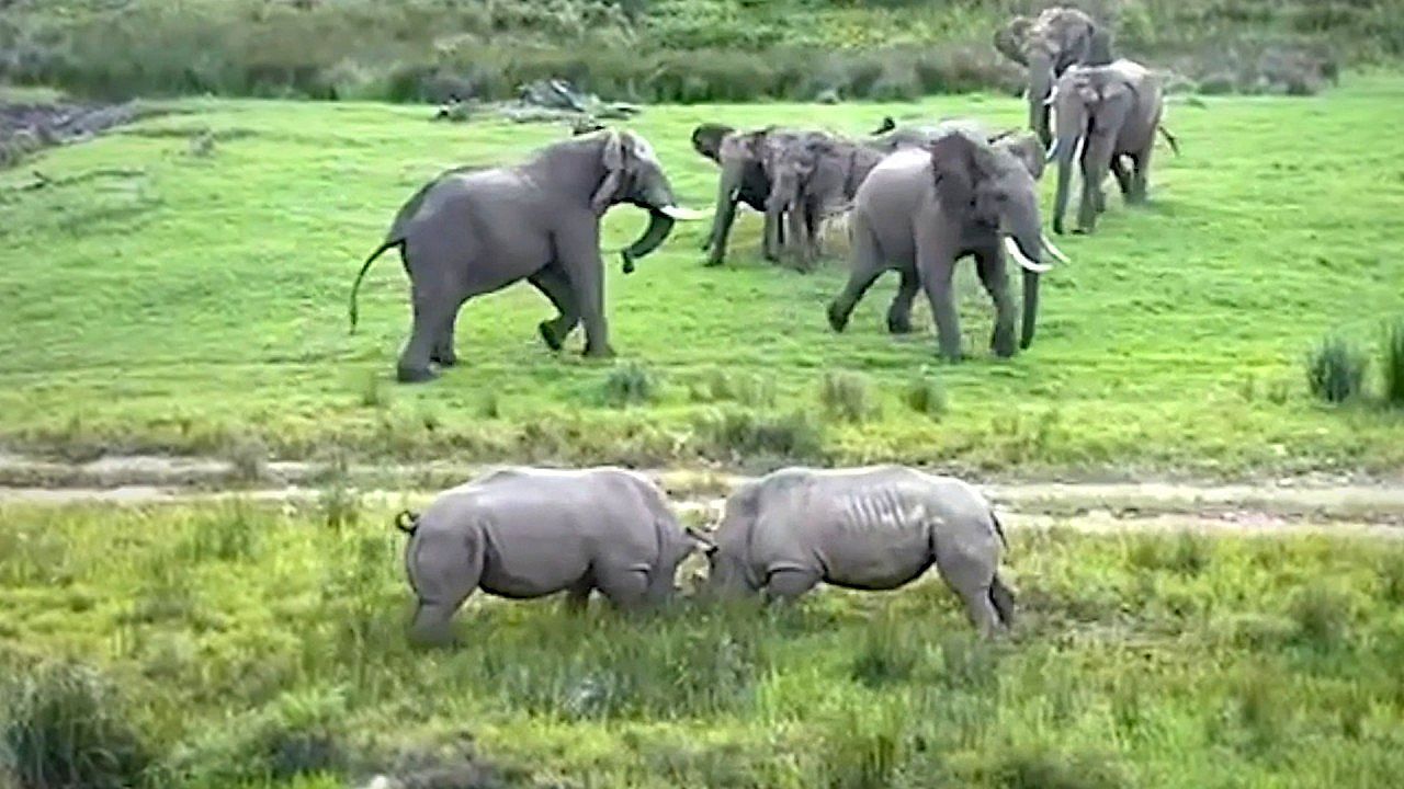 Video: Zwischen den Fronten: Kämpfende Nashörner erschrecken Elefanten