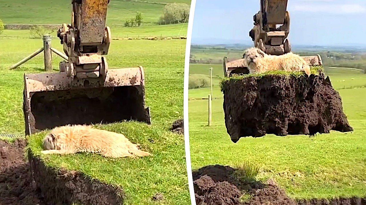 Video: Dog stays unusually calm as heavy machinery lifts resting spot