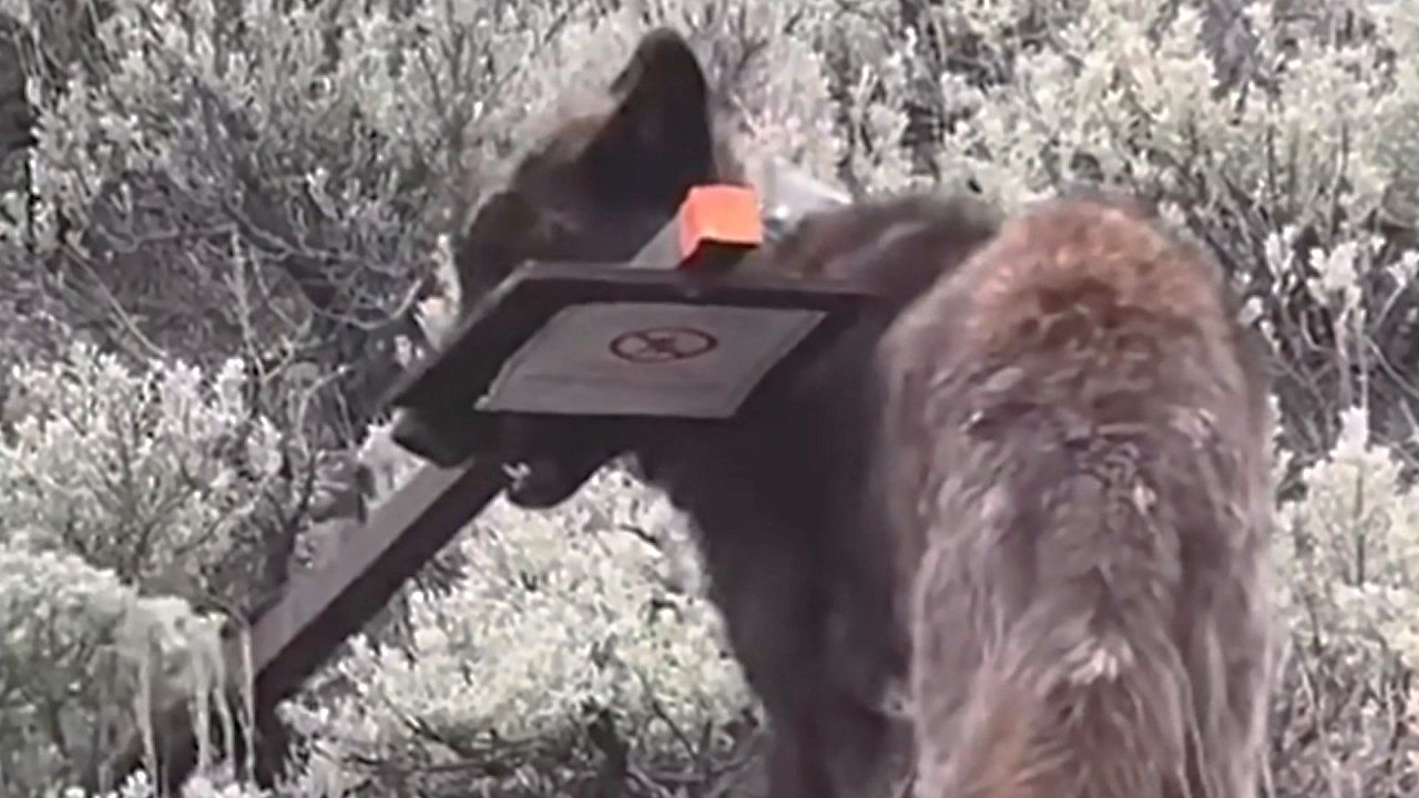 Video: Wie ein Hund mit seinem Stock: Wolf schleppt Warnschild durch Yellowstone