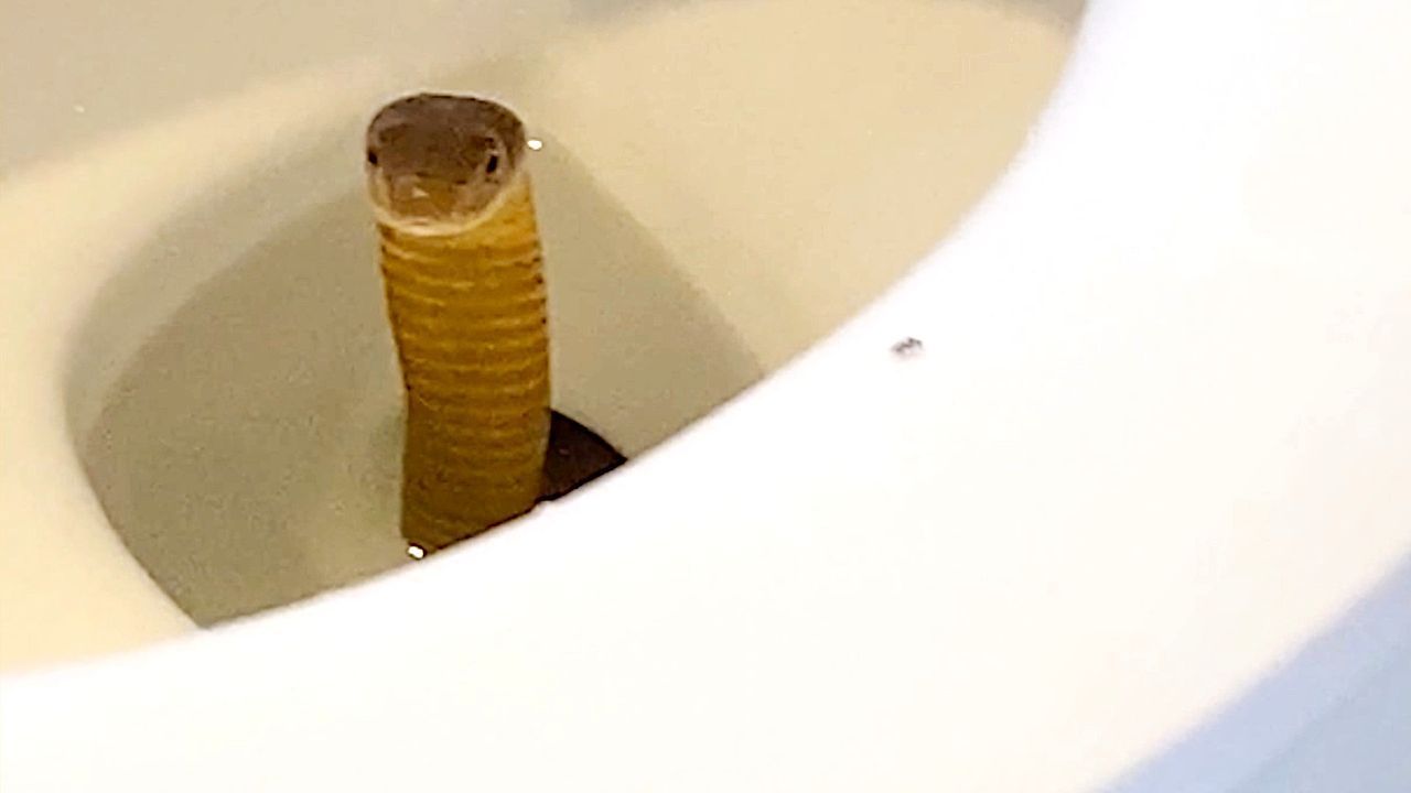Video: Schreckmoment auf dem WC: Hotelgast entdeckt Kobra im Klo