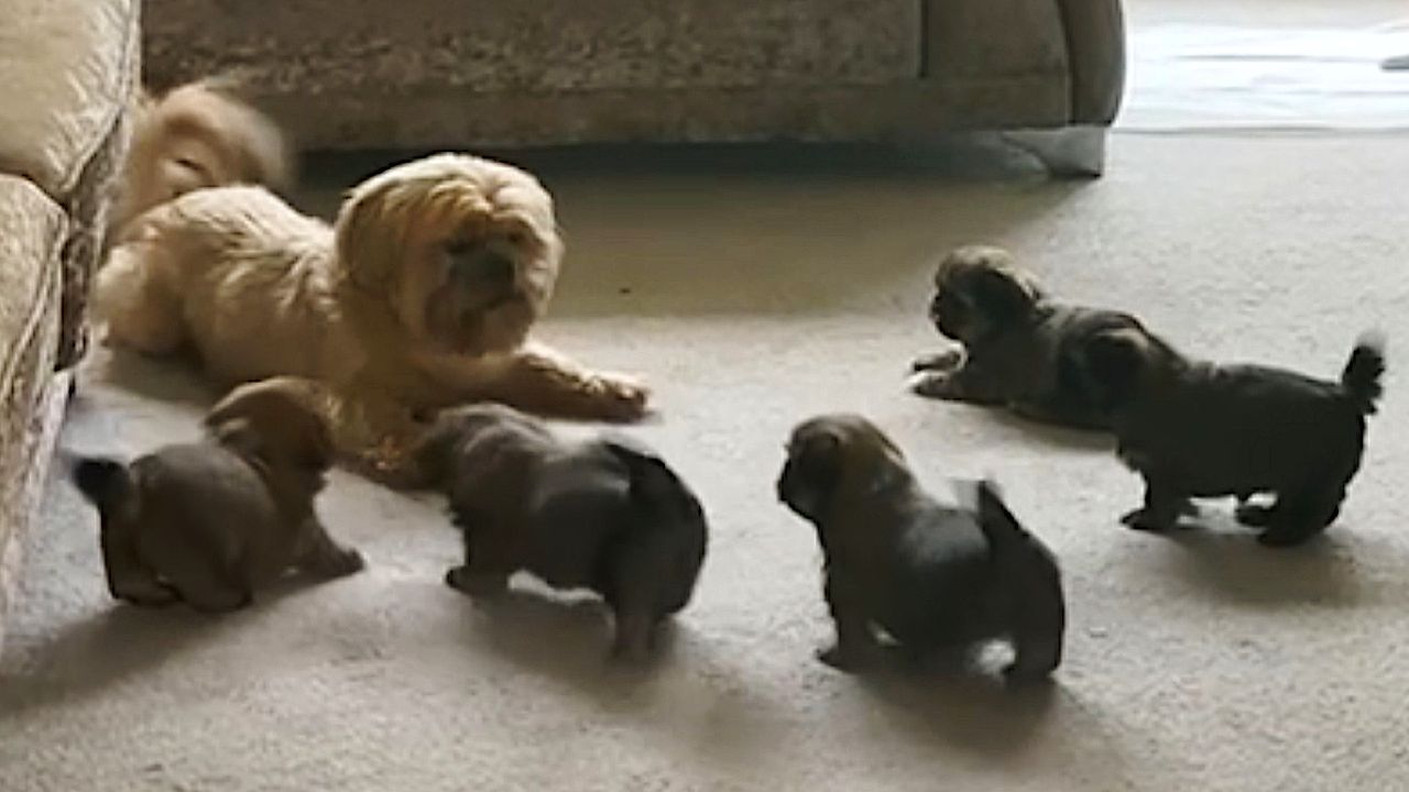 Video: Pure Lebensfreude: Hunde-Papa überrascht Welpen mit Energieausbruch