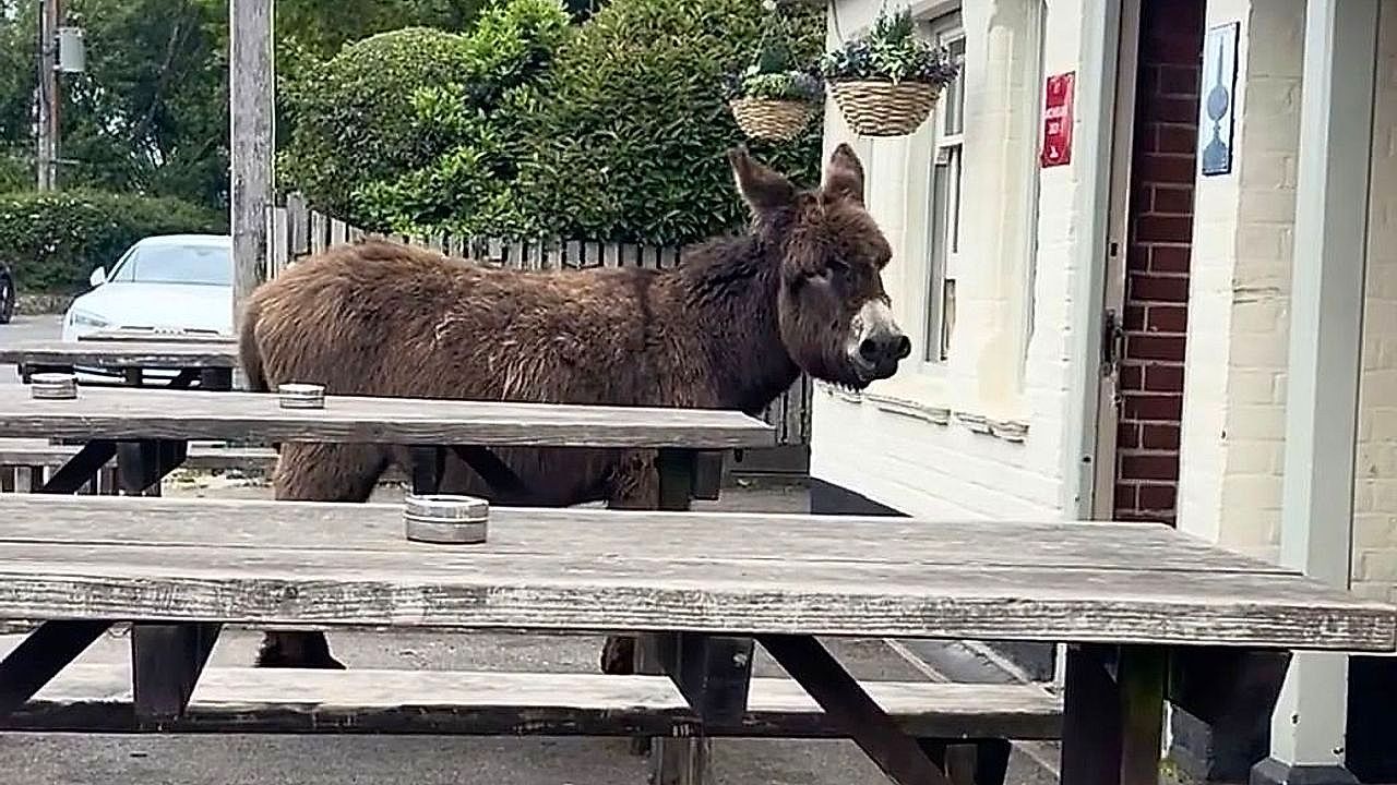 Video: Treue Gäste: Zwei Esel warten brav vor Pub in England