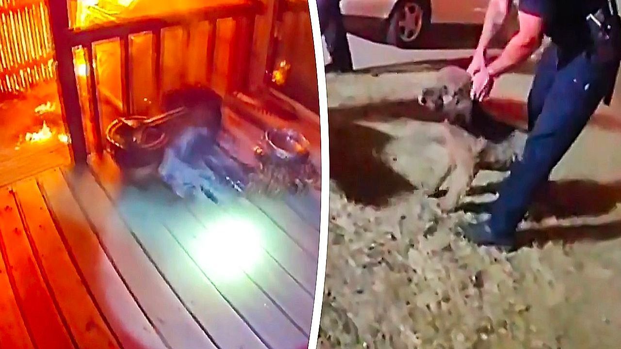 Video: Durch Rauch und Dunkelheit: Zwei Beamte retten Hund aus brennendem Haus