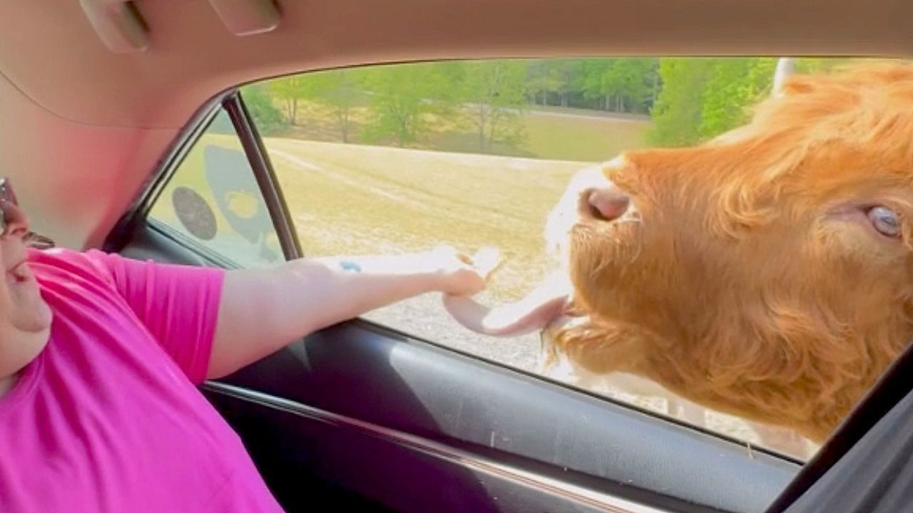 Video: Highland cow's snack hunt ends in slobber attack at Virginia safari park
