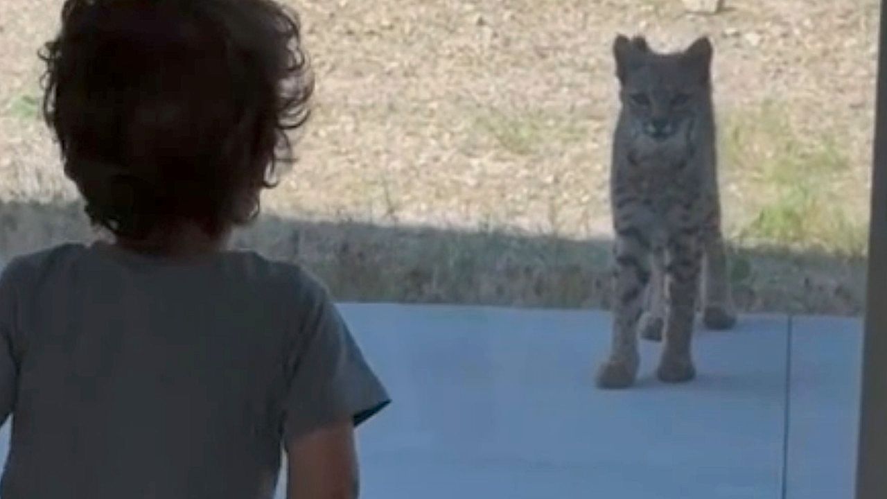 Video: Nur Glasscheibe dazwischen: Kleiner Junge beobachtet Rotluchs vor Terrassentür