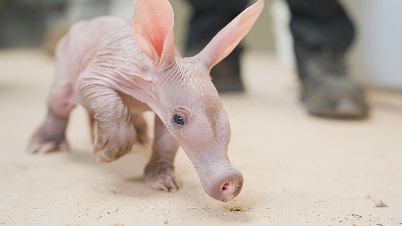 Video: Seltener Nachwuchs: Pfleger päppeln Erdferkel-Baby „Womble“ mit der Flasche auf