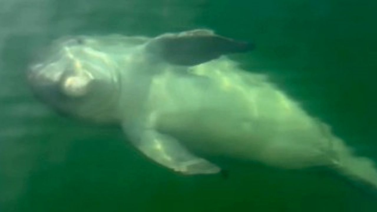 Video: Playful dolphin rolls onto its belly and charms boaters off Florida coast