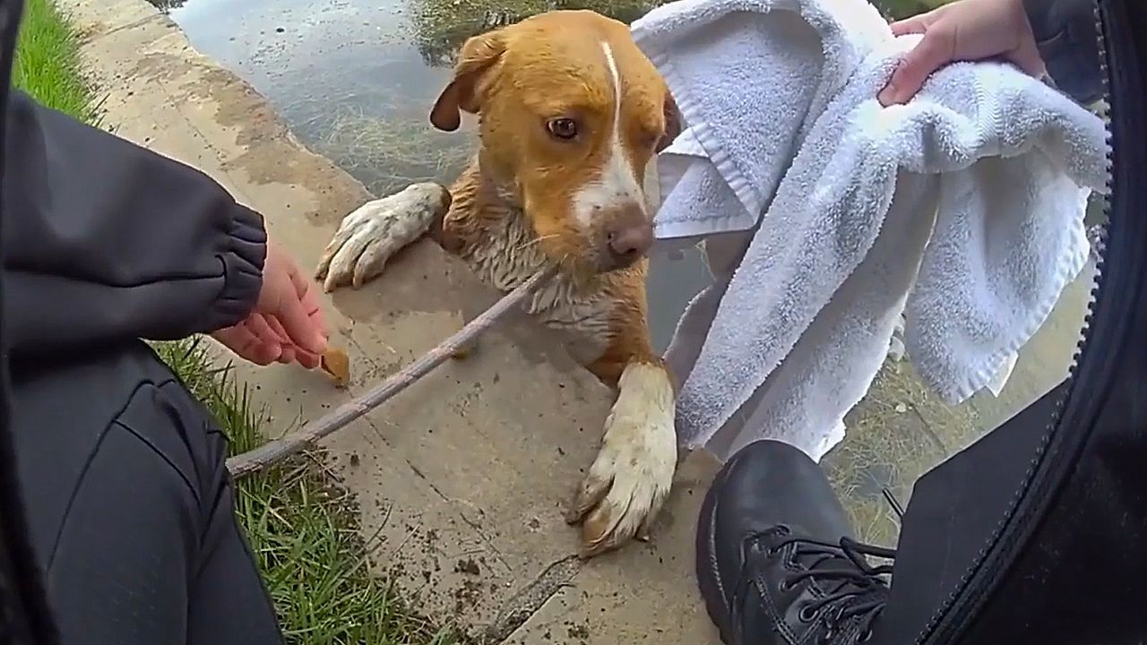 Video: Officers rescue dog trapped in Colorado golf course pond